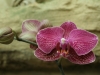 orchideje-54