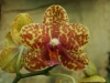 orchideje-55