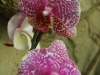 orchideje-56