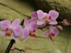 orchideje-57