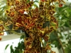 orchideje-58