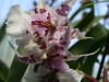 orchideje-59