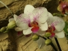 orchideje-6