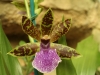 orchideje-60
