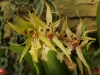 orchideje-61