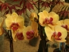 orchideje-62