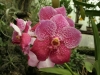 orchideje-63