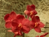 orchideje-64