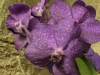 orchideje-65