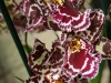 orchideje-66