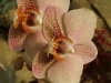 orchideje-68