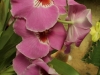 orchideje-7