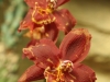 orchideje-9