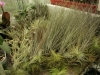 tillandsie-hukvaldy-tropic