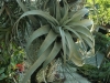 tillandsie-tropic-hukvaldy