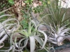 tropic-hukvaldy-tillandsie
