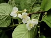 kiwi-kveteni-hukvaldy.jpg