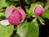 magnolie-zahrada-hukvaldy.jpg