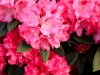 rododendrony-hukvaldy-tropic.jpg